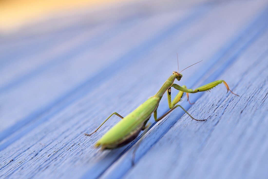 Praying mantis (Mantis religiosa) on blue background, France, Europe