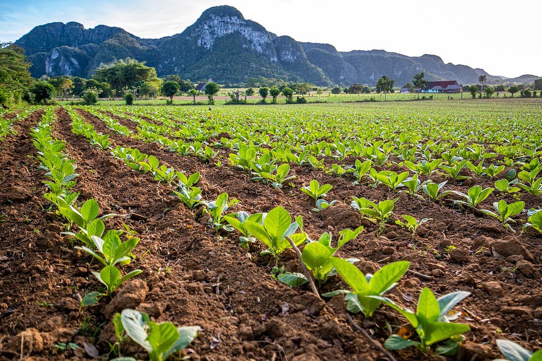 Auf dem Feld wächst stetig Tabak, Vinales, Kuba