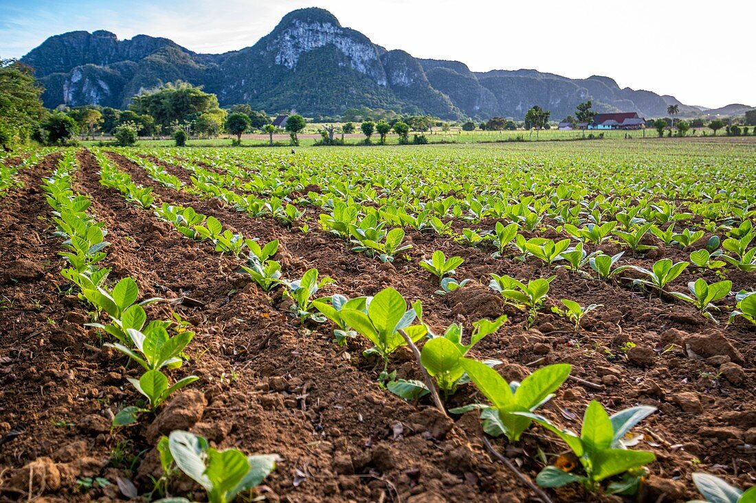 Tobacco steadily growing out in the field , Vinales, Cuba
