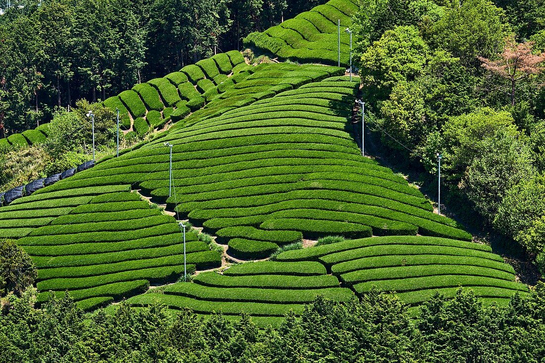 Japan, Honshu island, Kansai region, Uji, tea field for Sencha, Gyokuro and Matcha tea