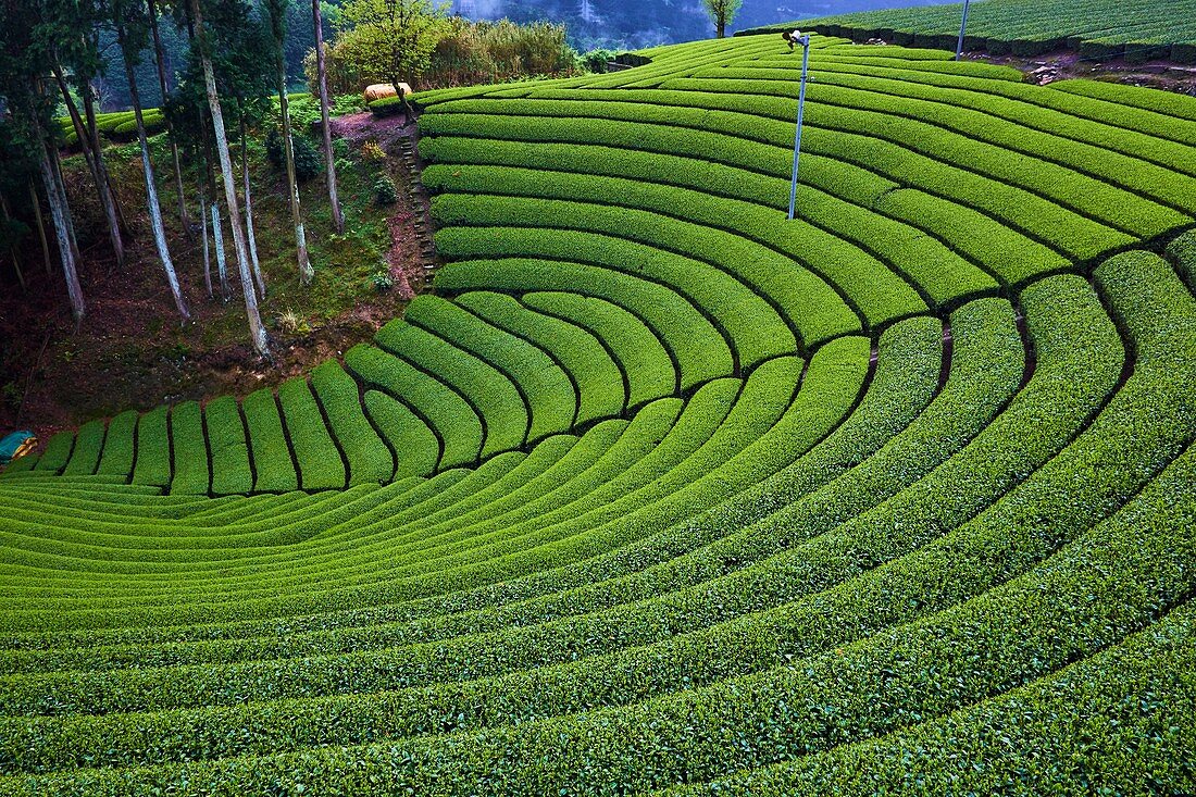 Japan, Honshu island, Kansai region, Uji, tea field for Sencha, Gyokuro and Matcha tea