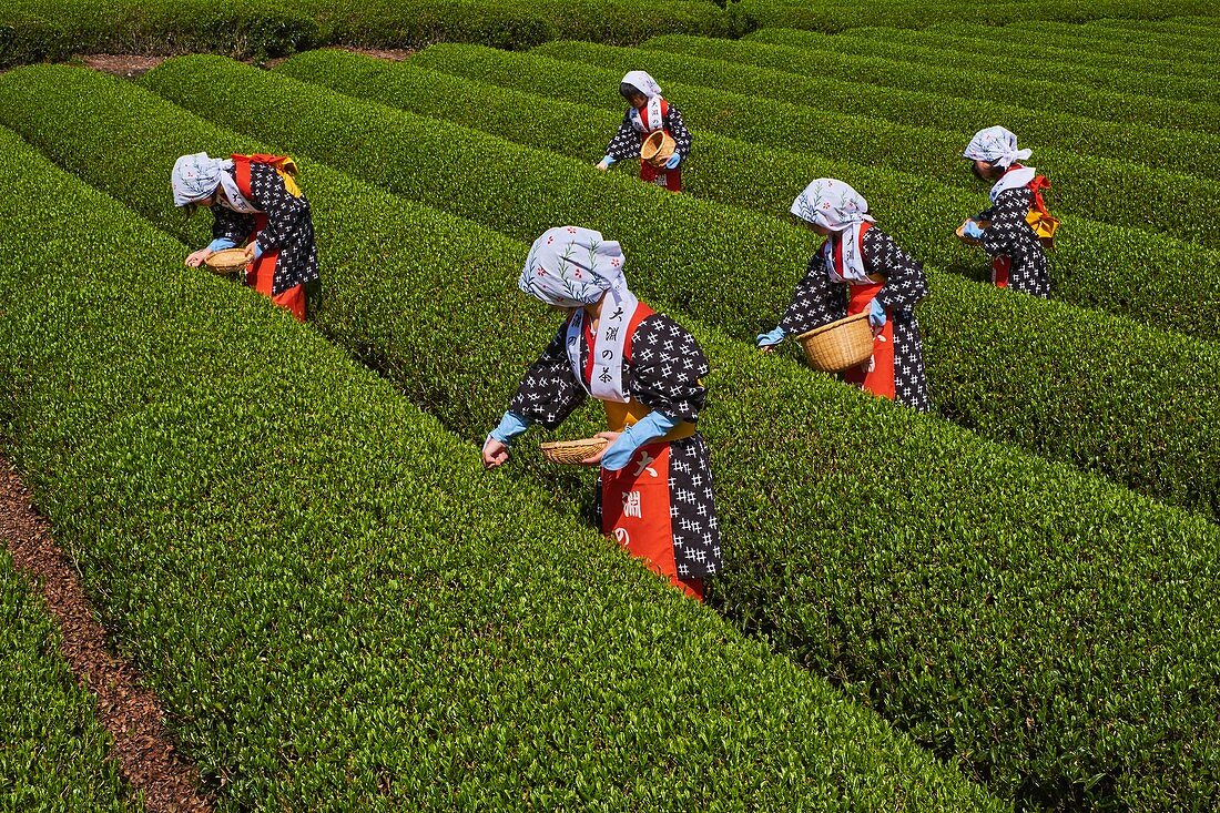 Japan, Honshu, Shizuoka, Teeernte am Fuße des Fuji