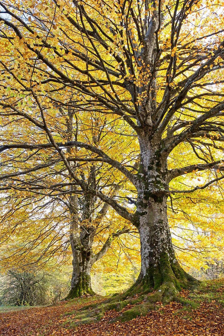 Beech tree in autumn in a beechwood. Urbasa-Andia Natural Park. Navarre, Spain, Europe