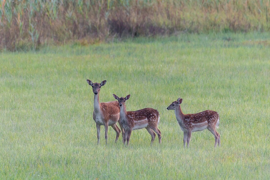 Fallow Deers (Cervus dama) on meadow, Hesse, Germany, Europe