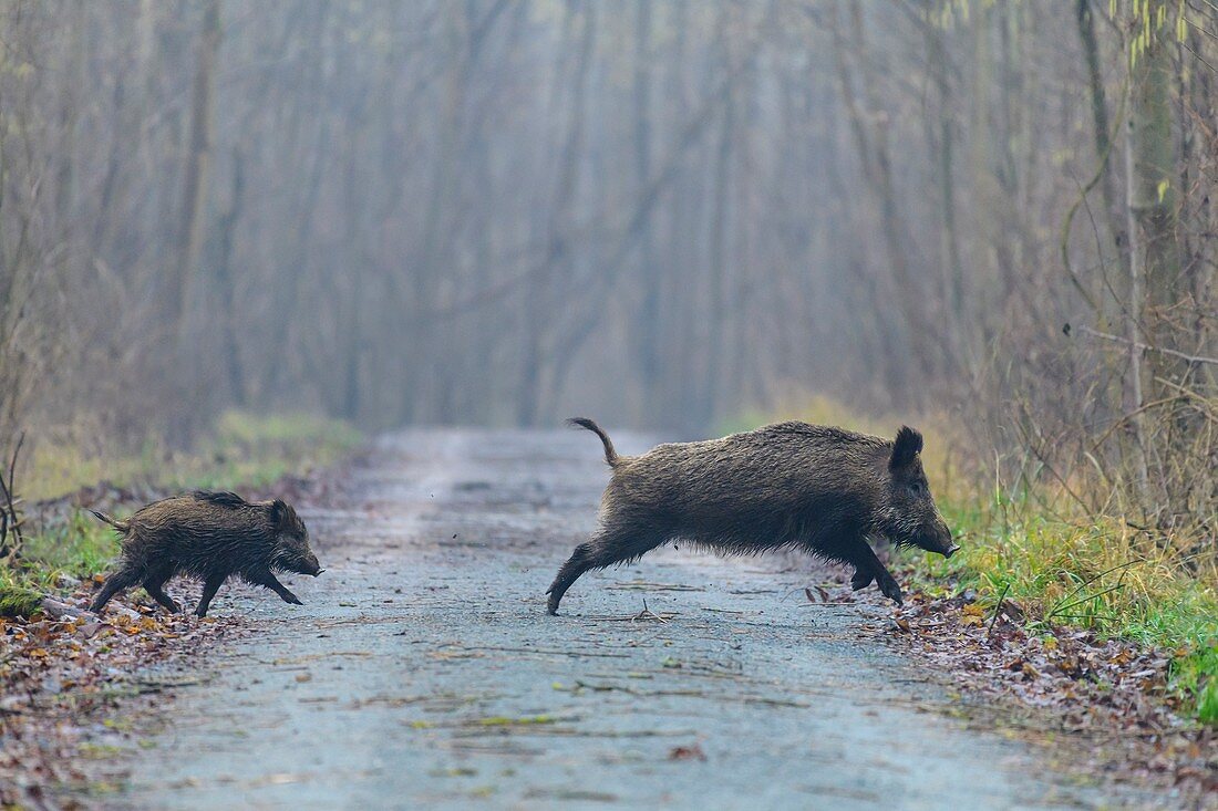 Wild boars (Sus scrofa), Female with young, Hesse, Germany, Europe