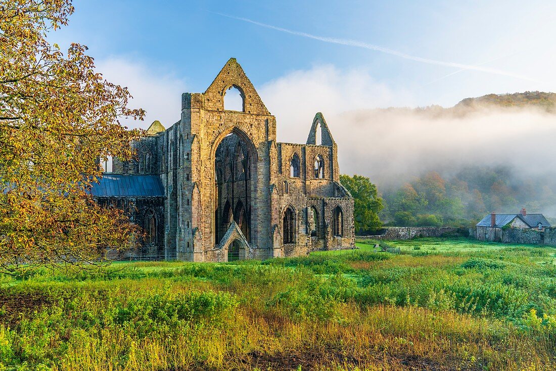 The ruins of the XII century Cistercian Abbey of Tintern, in the Wye Valley, Wales, United Kingdom, Europe