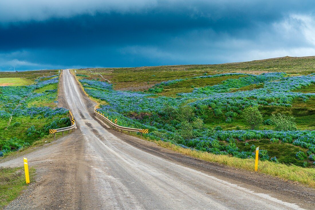Road 54, Budardalur, Western Region, Iceland