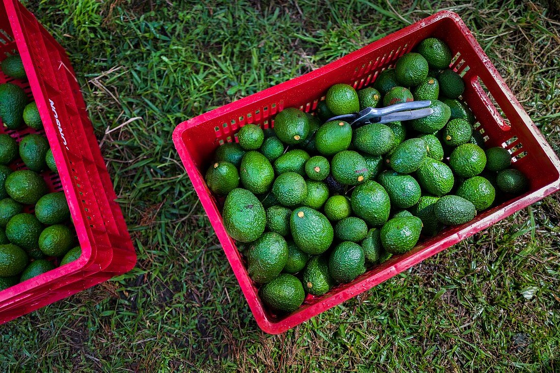 Kisten mit Avocados werden während einer Ernte auf einer Plantage in der Nähe von Sonsón, Departement Antioquia, Kolumbien