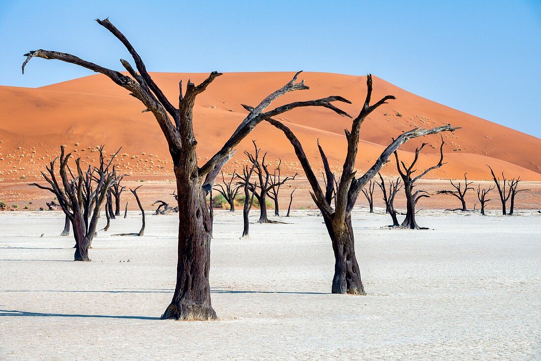Namibia, Afrika, Deadvlei, Namib-Naukluft-Park