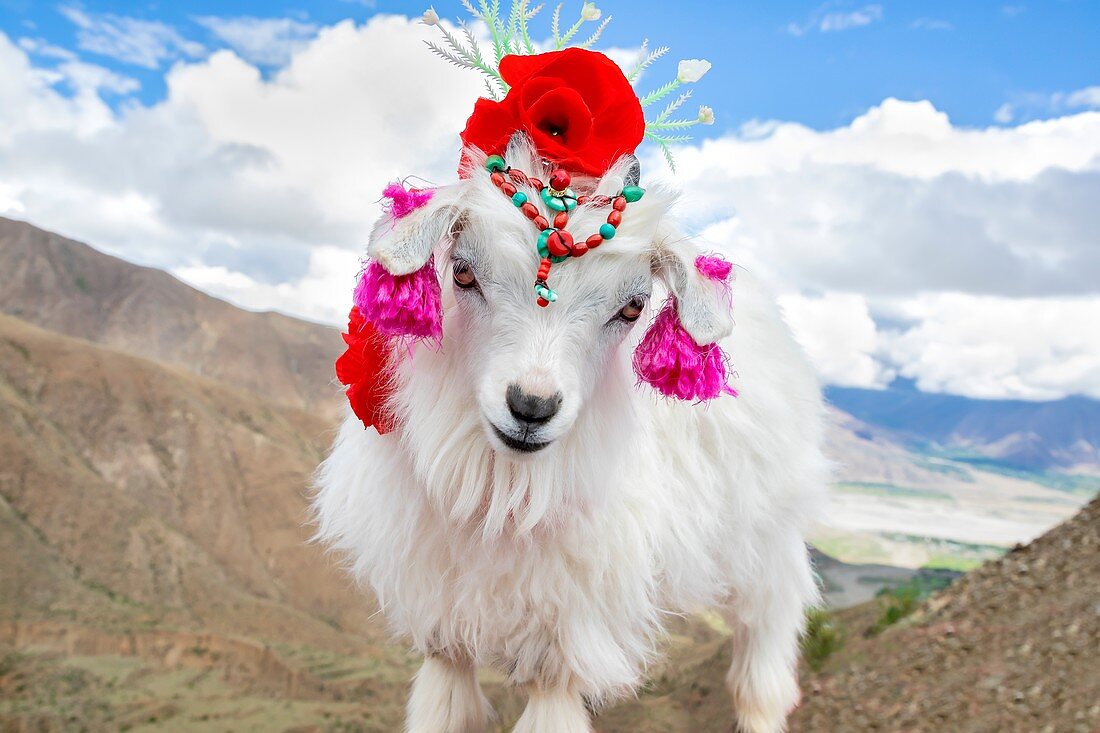 Embellished mountain goat in Tibet, China