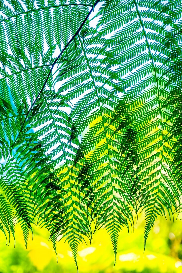 Closeup of ferns in Topes de Collantes, Trinidad, Republic of Cuba, Caribbean, Central America.