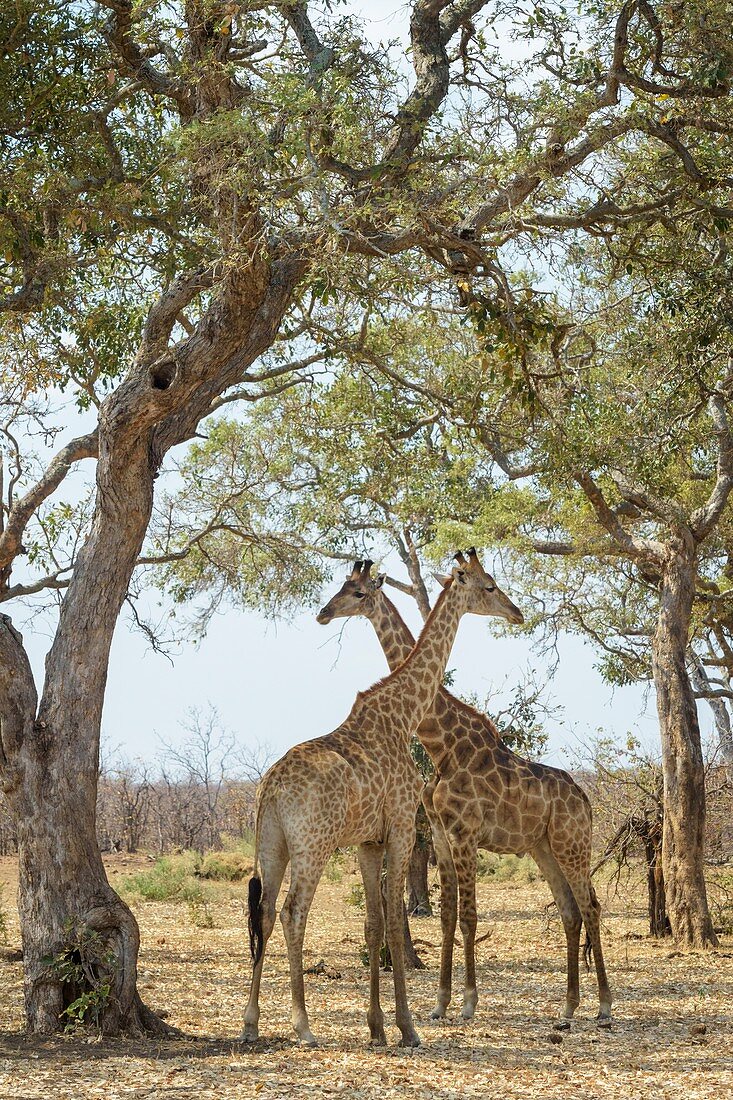 Zwei Giraffen (Giraffa camelopardalis) stehen unter Akazienbaum, Krüger-Nationalpark, Südafrika