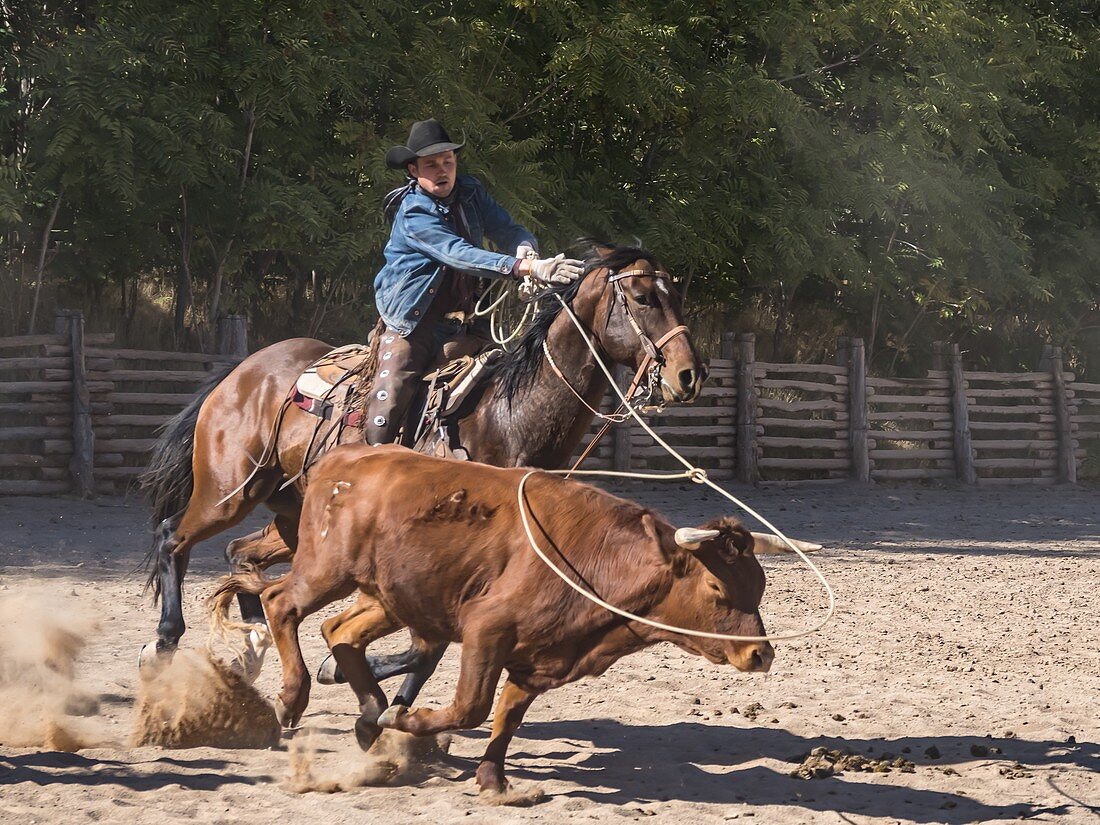 Ein amerikanischer Cowboy, der auf einer Ranch in der Nähe von Moab, Utah, mit einem Lasso einen Langhornstier einfängt