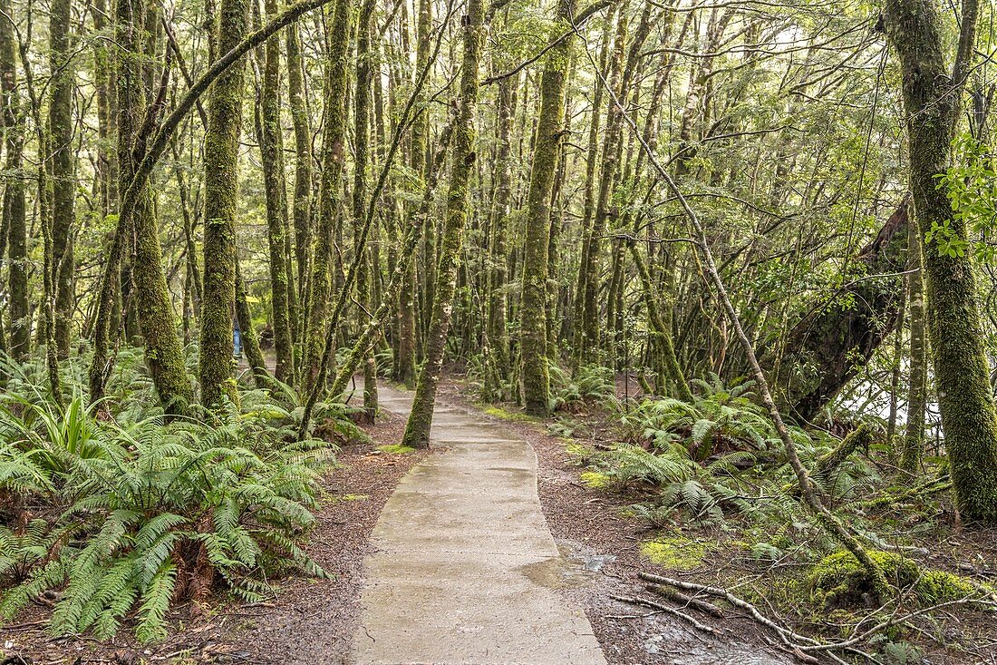 Landschaft mit Pfad in grünem üppigen Regenwald, aufgenommen in hellem Frühlingslicht in der Nähe der Fantail-Wasserfälle, Westküste, Südinsel, Neuseeland