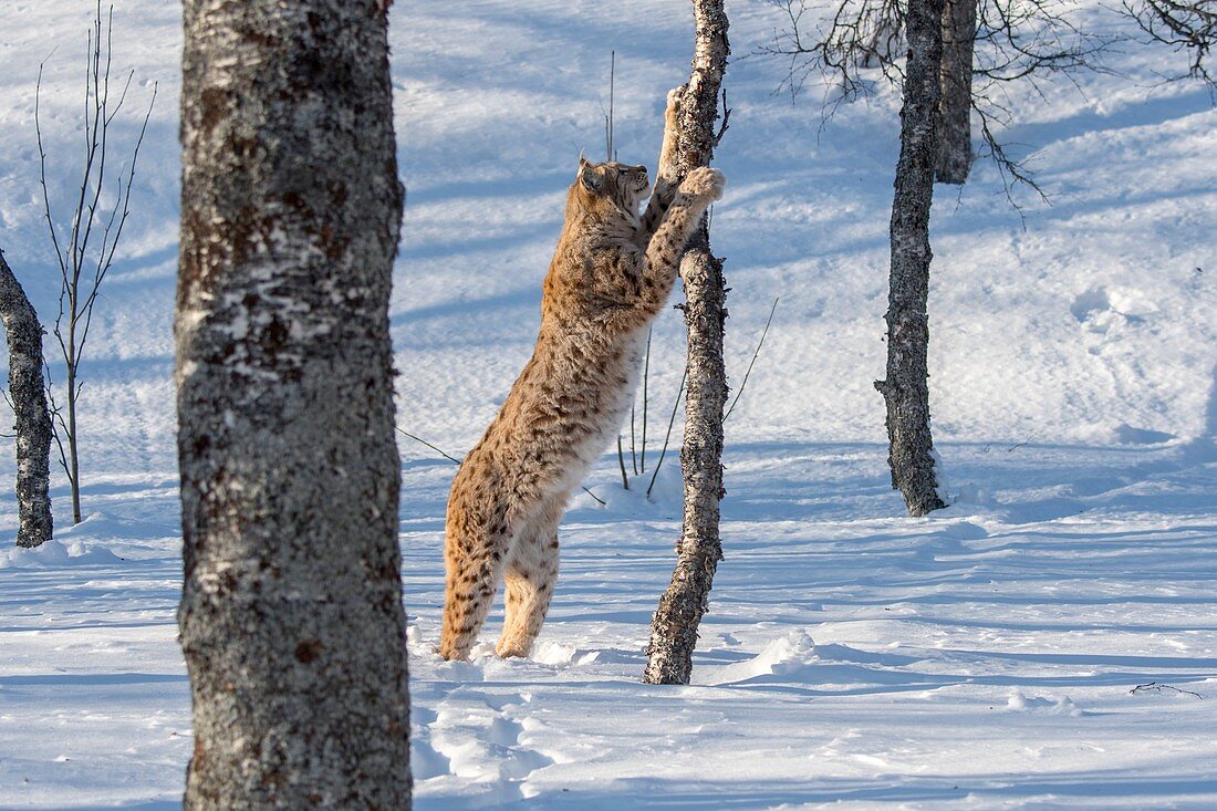 A Eurasian lynx (Lynx lynx) is in the snow is climbing a tree at a wildlife park in northern Norway.