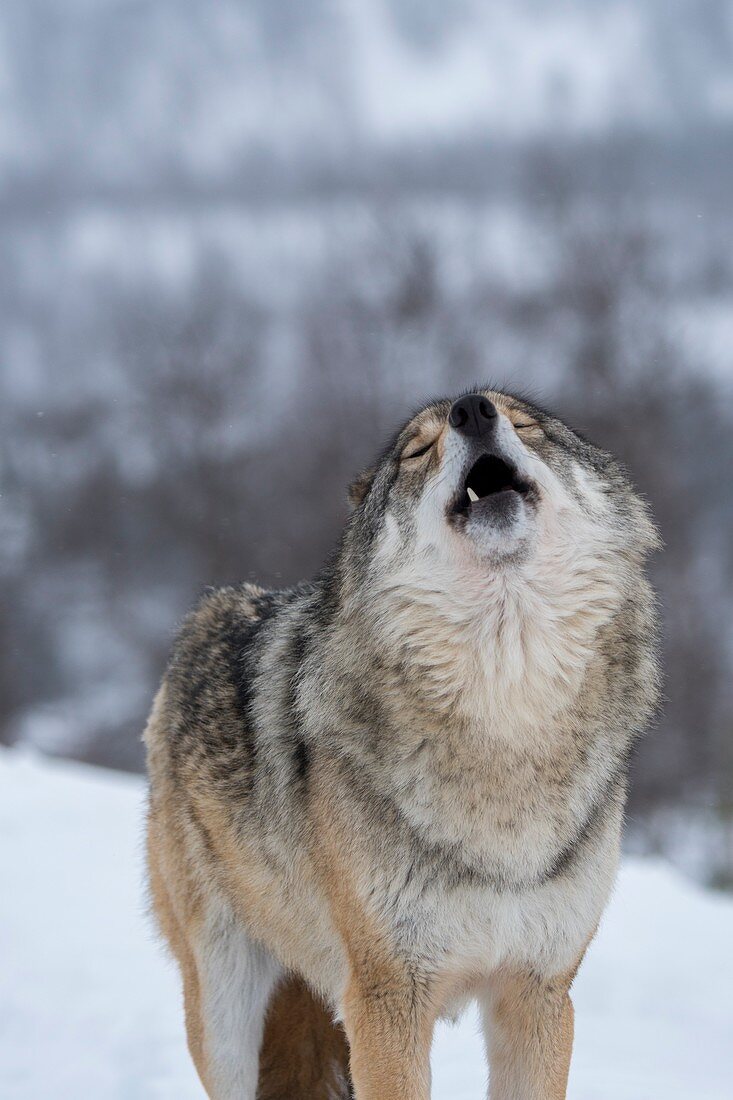 Nahaufnahme eines Grauwolfes (Canis lupus), heulend im Schnee in einem Wildpark in Nordnorwegen