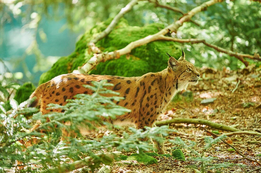 Eurasian lynx (Lynx lynx) in a forest, captive, Bavarian Forest Nationalpark, Bavaria, Germany, Europe