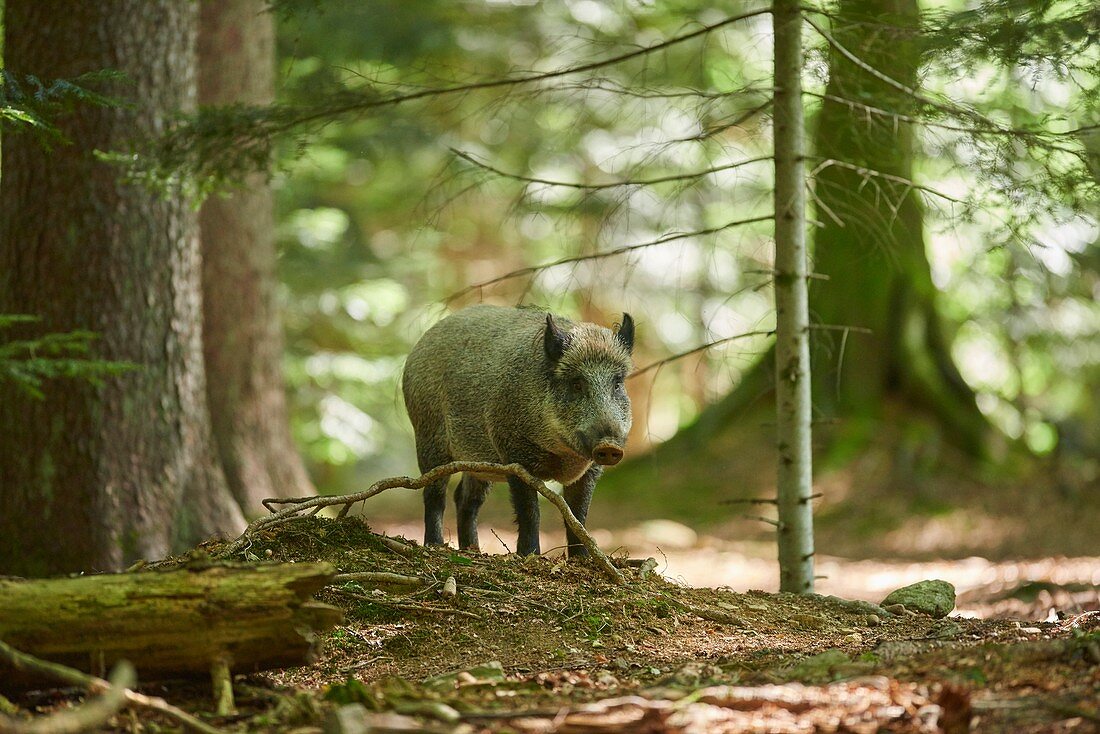 Wild boar (Sus scrofa) in a forest in summer,  Bavarian Forest National Park, Bavaria, Germany, Europe