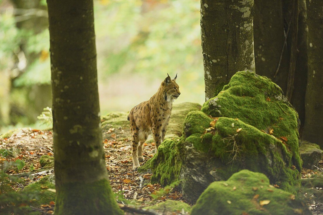 Eurasischer Luchs (Lynx lynx) in einem Wald, Nationalpark Bayerischer Wald, Bayern, Deutschland, Europa