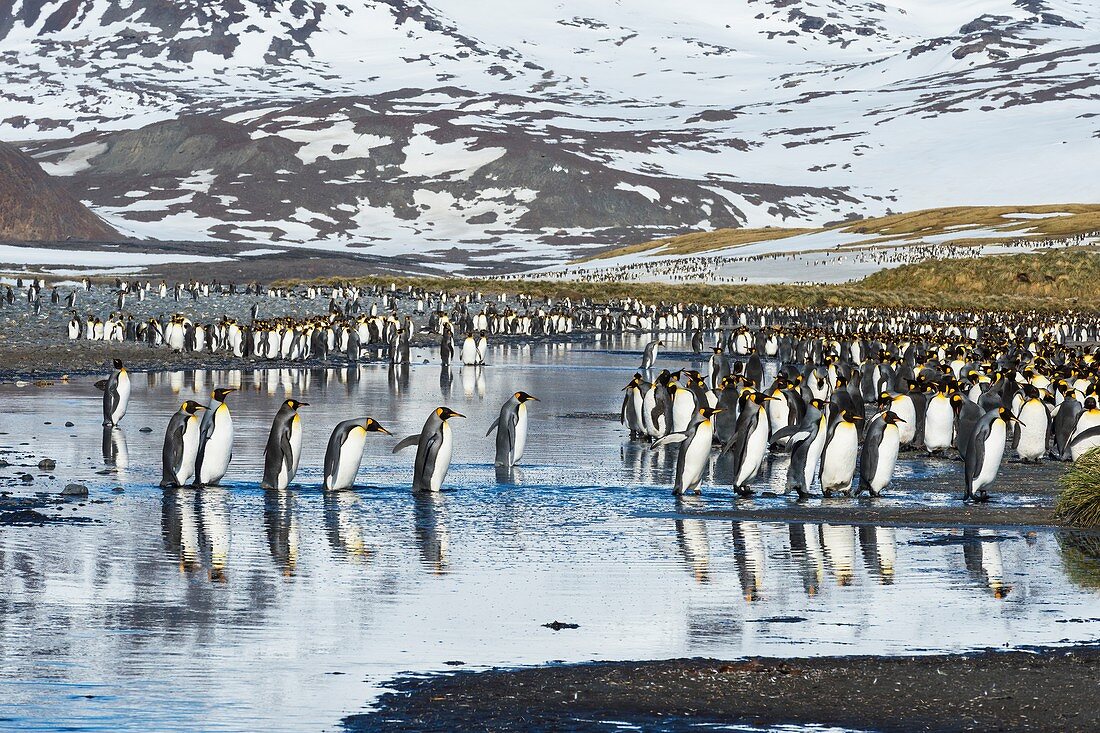 Group of King Penguins (Aptenodytes patagonicus) crossing a stream, Salisbury Plain, South Georgia, Antarctic