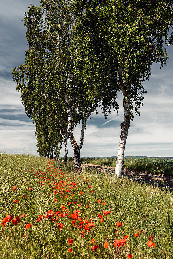 Poppies and birches on the edge of the field, Sachsenhausen, Waldeck, Waldeck-Frankenberg, Hesse, Germany, Europe