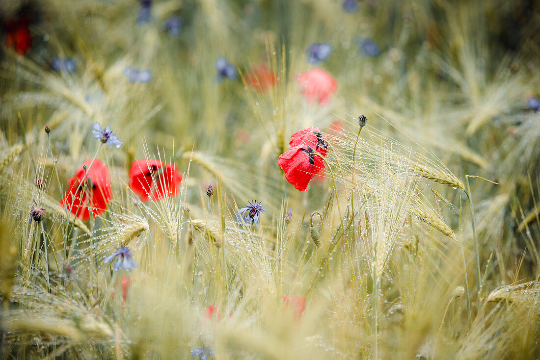 Mohnblumen und Kornblumen mit Regentropfen im Gerstenfeld, Bringhausen, Edertal, Waldeck-Frankenberg, Hessen, Deutschland, Europa