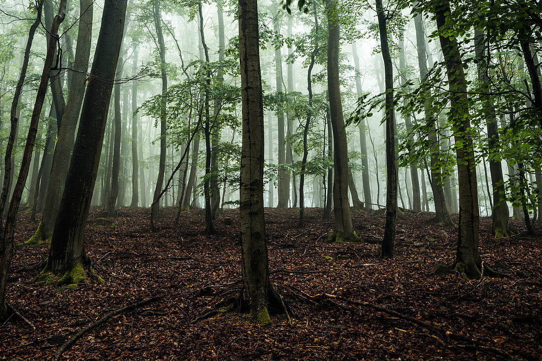 Beeches in the fog at Daudenberg, Kellerwald-Edersee National Park, Hesse, Germany, Europe