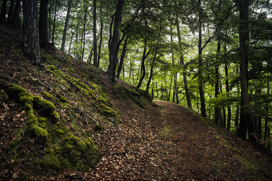 Path in the forest at Daudenberg, Kellerwald-Edersee National Park, Hesse, Germany, Europe