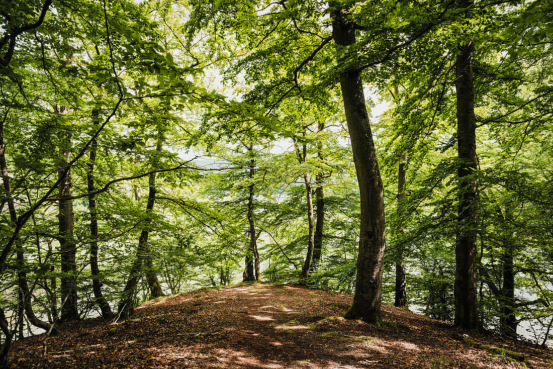 Buchen im Sonnenlicht, Mündung Bärenbach und Eder, Nationalpark Kellerwald-Edersee, Hessen, Deutschland, Europa