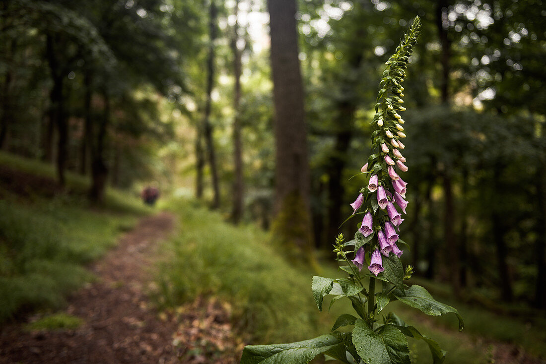 Foxglove and hikers on path in the forest at Daudenberg, Kellerwald-Edersee National Park, Hesse, Germany, Europe