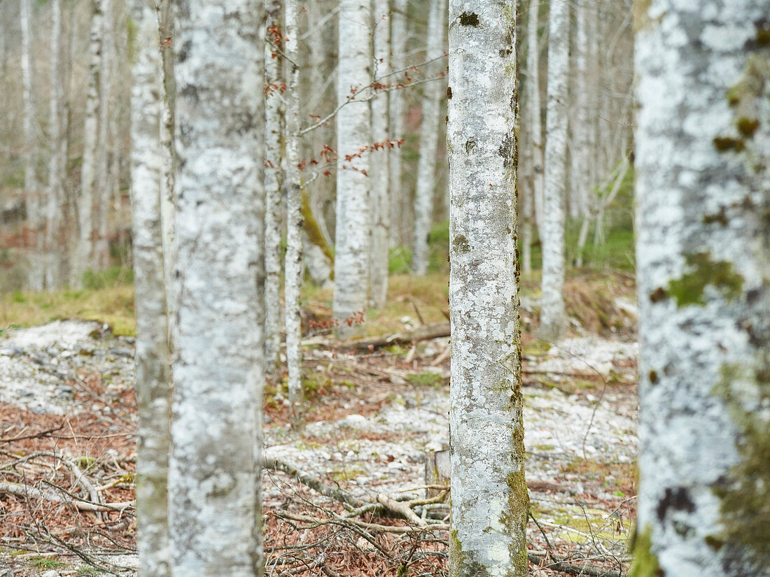 A beech forest on the banks of the Almsee, Upper Austria, Austria.