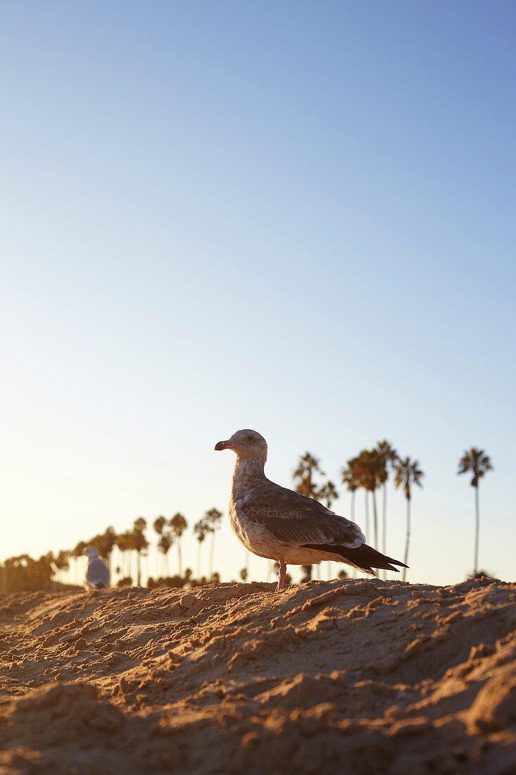 Möwe im Abendlicht am Strand von Santa Barbara, Kalifornien, USA.