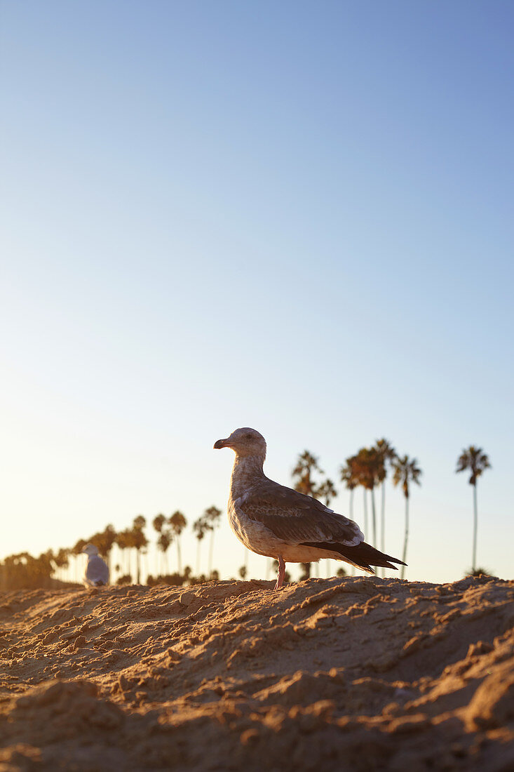 Seagull in the evening light on Santa Barbara Beach, California, USA.