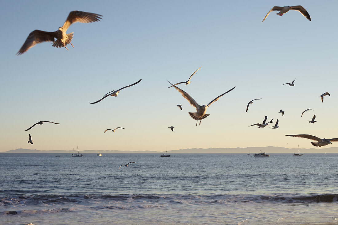 Seagulls in the evening light on Santa Barbara Beach, California, USA.
