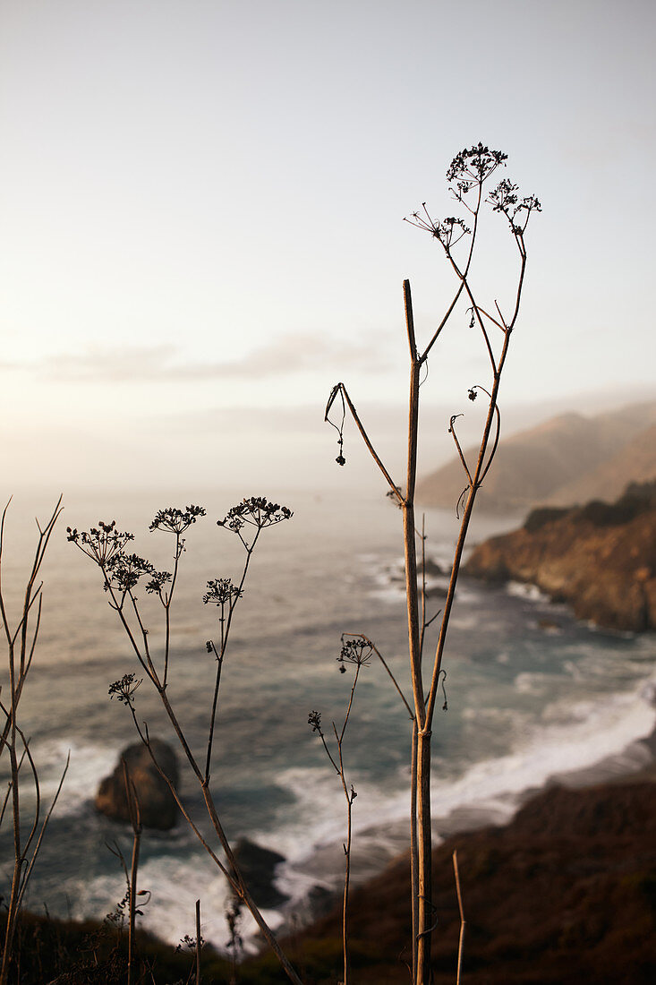 Trockene Herbstpflanzen im Abendlicht bei Big Sur am Highway 1, Kalifornien, USA.\n