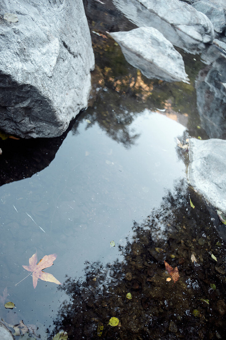 Leaves and stones in the Big Sur River in Pfeiffer Big Sur State Park, California, USA.