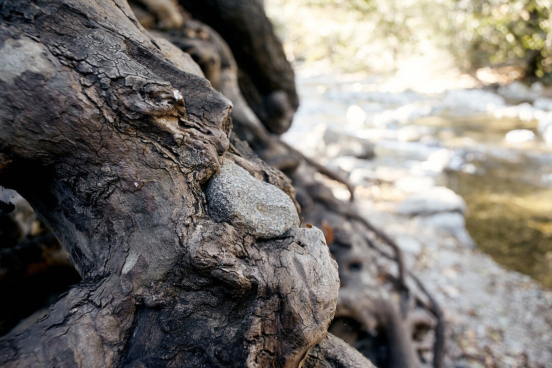 Tree roots on the Big Sur River in Pfeiffer Big Sur State Park, California, USA.