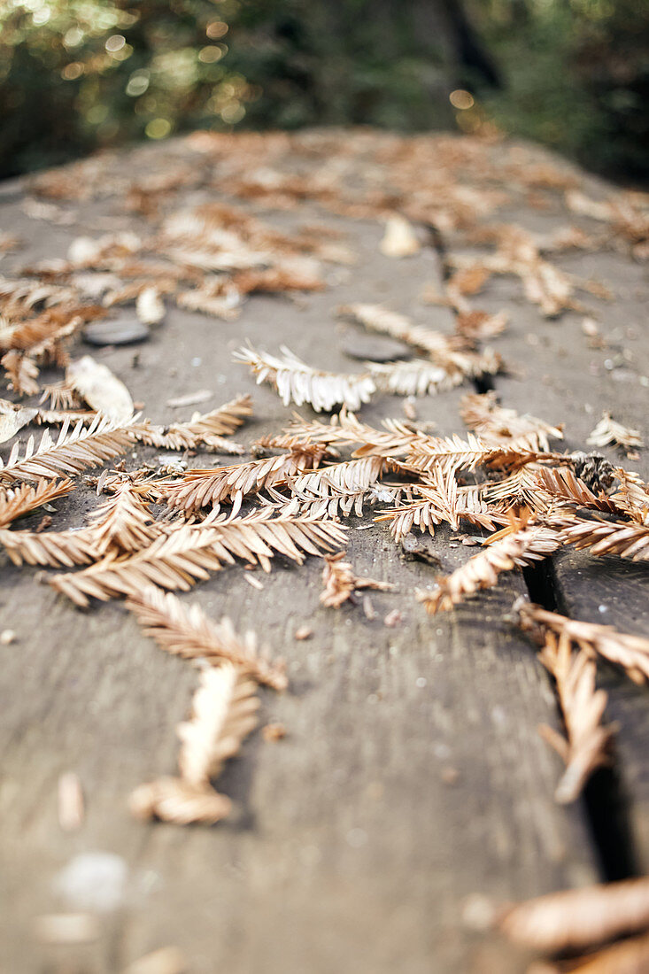 Herabgefallene Nadeln auf einem Holztisch im Pfeiffer Big Sur State Park, Kalifornien, USA.