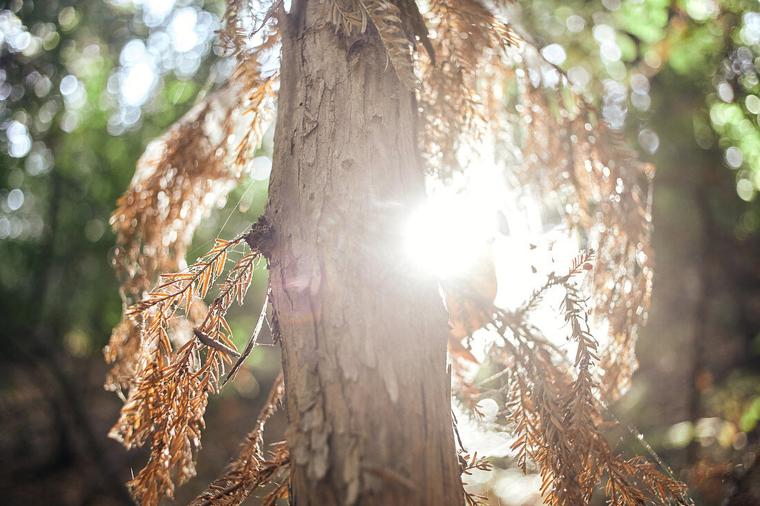 Trockener Nadelbaum im Gegenlicht, Big Sur State Park, Kalifornien, USA.