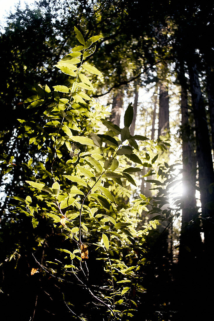 Blätter im Gegenlicht, Pfeiffer Big Sur State Park, Kalifornien, USA.