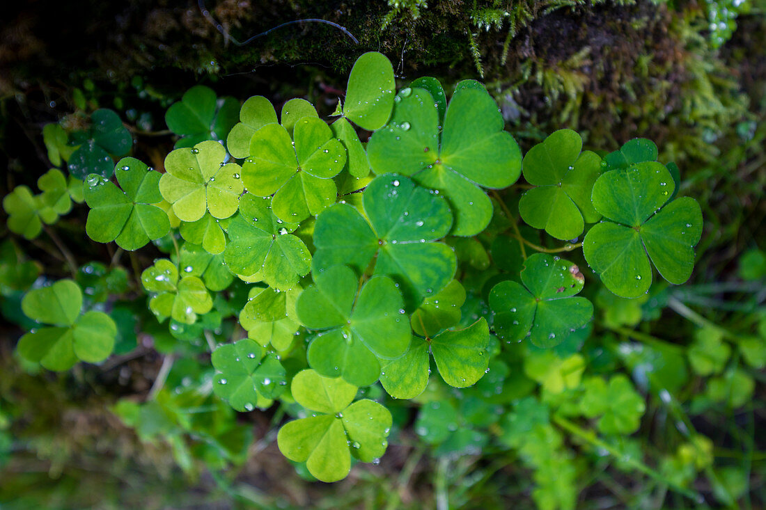 Clover with water droplets in the Wimbachklamm, Berchtesgadener Land, Bavaria, Germany