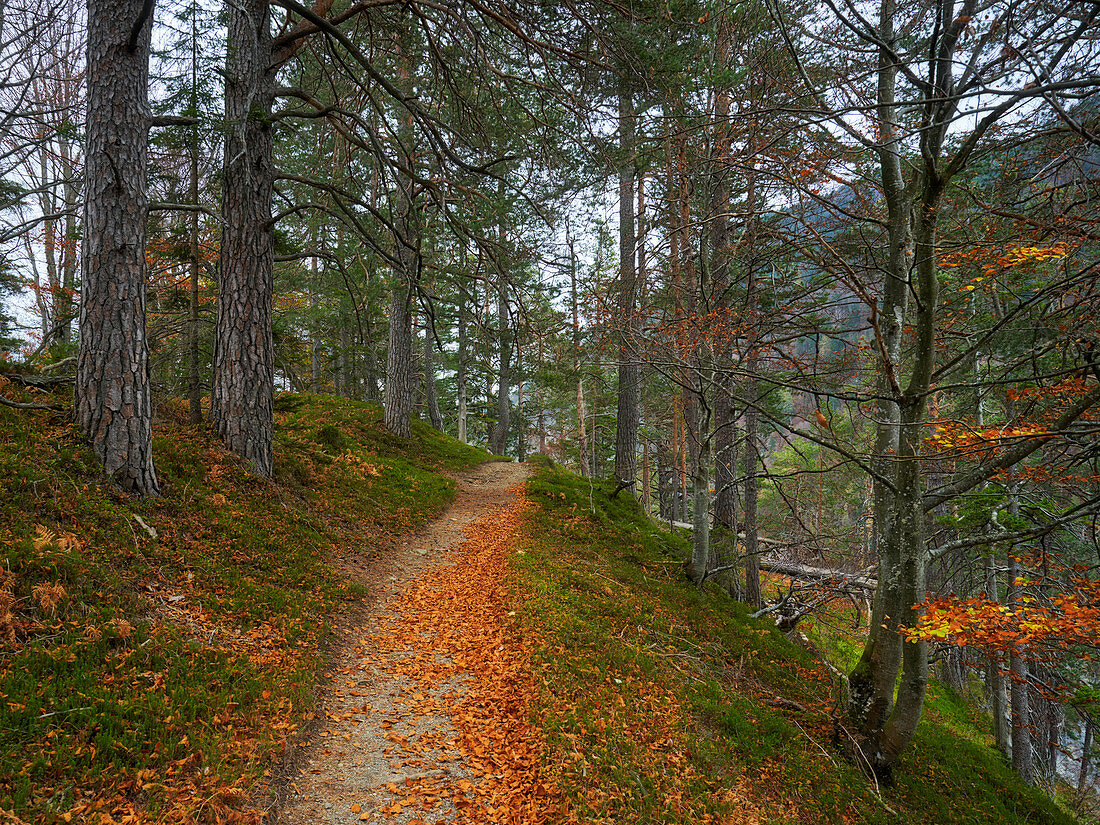 Herbstliche Stimmung auf einem Waldweg über der Garnitzenklamm, Kärnten, Österreich.