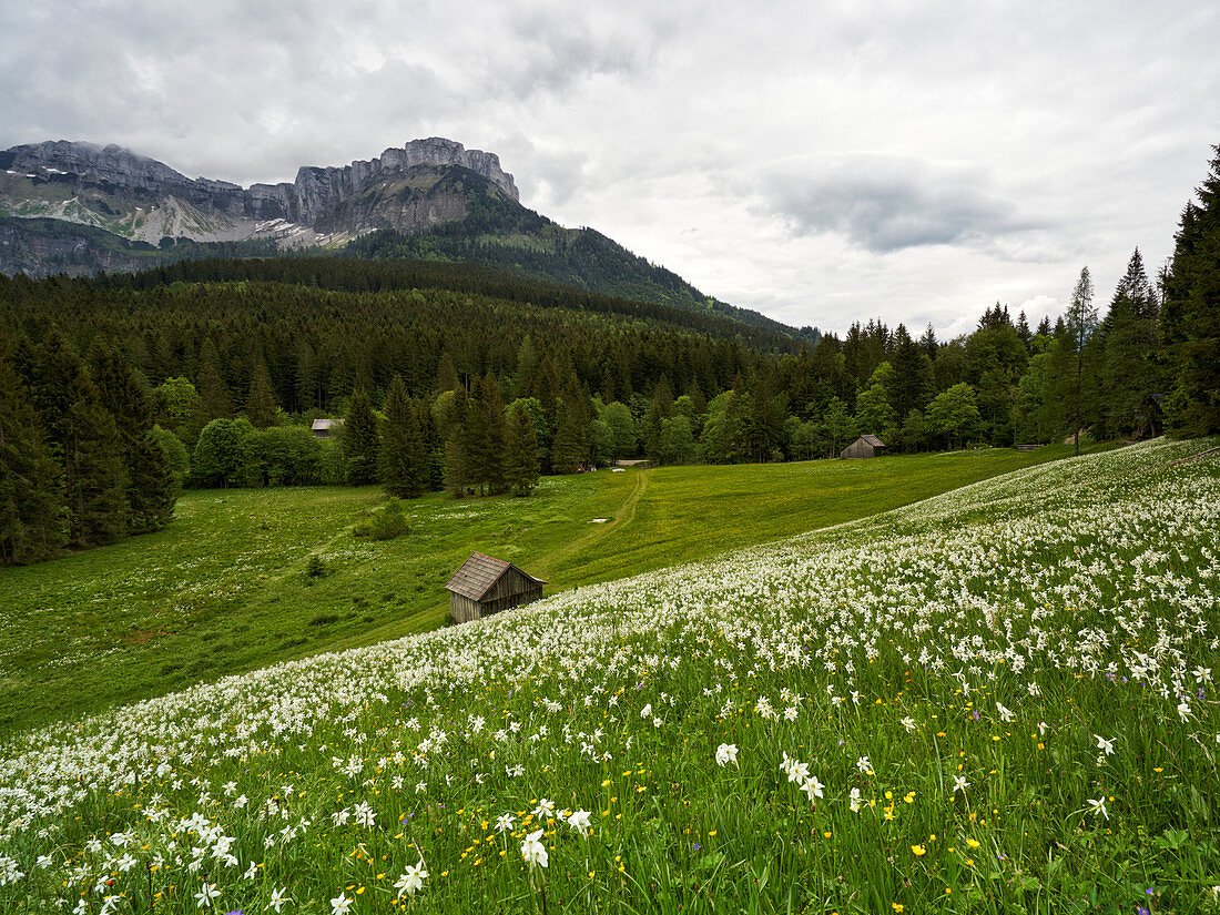 Narcissus meadow at the Blaa-Alm, Styria, Austria.