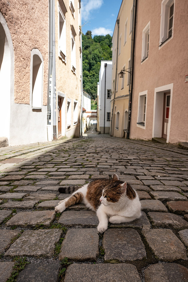 Eine Katze auf Kopfsteinpflaster in der Altstadt von Passau, Niederbayern, Bayern, Deutschland, Europa