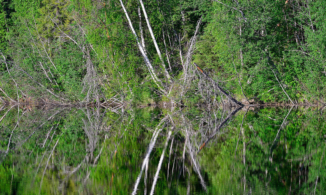Bäume spiegeln sich in der Oberfläche eines Sees, Junsele, Norrbottens Län, Schweden