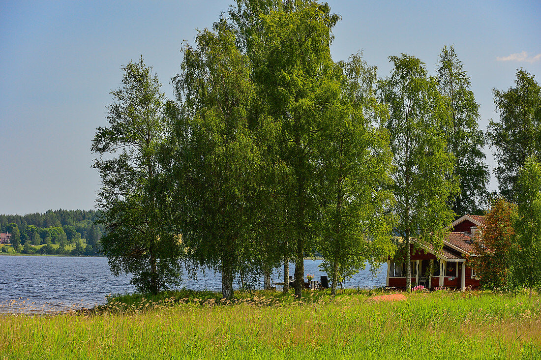 Ein kleines Sommerhäuschen mit Birkenhain am Ufer eines Sees, Järvsö, Västernorrland, Schweden