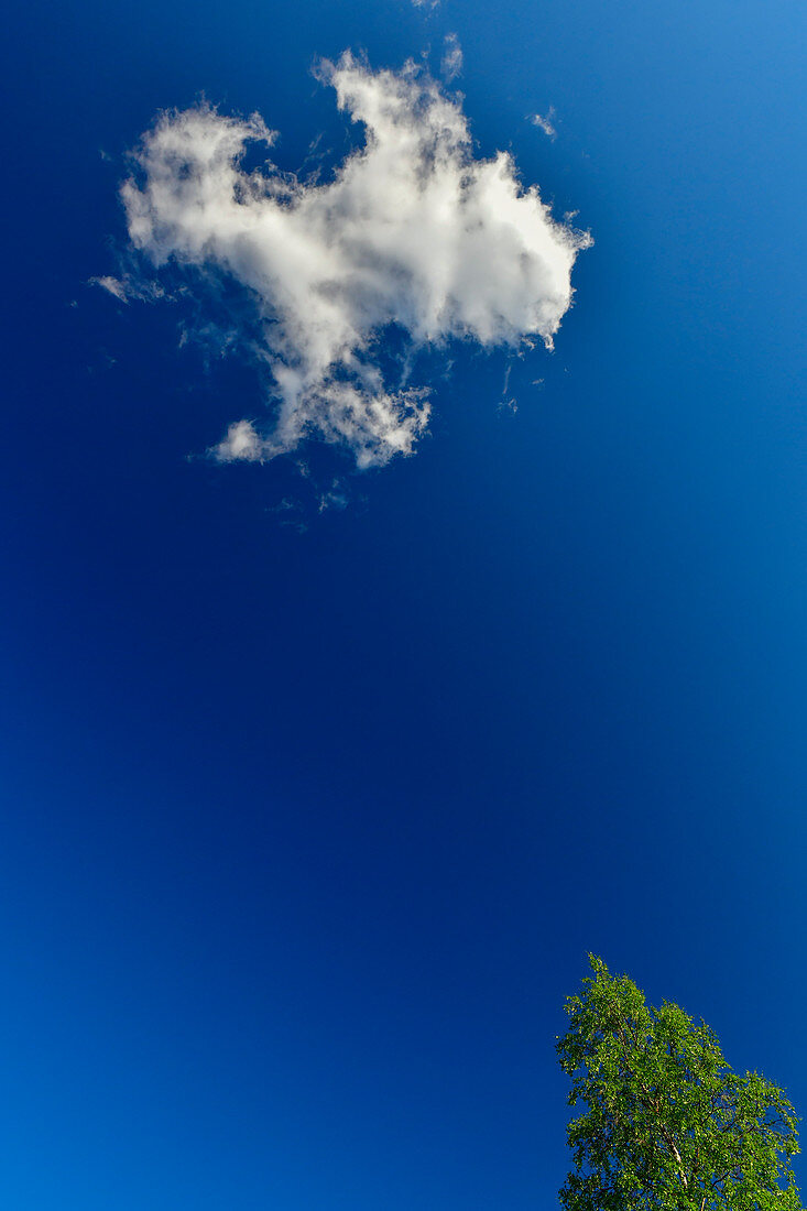 Blick nach oben in die Wolken an einem perfekten Tag, Lycksele, Norrbottens Län, Schweden