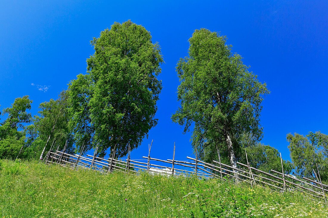 Birch trees and meadows behind a typical Swedish picket fence, Ramsele, Västernorrland, Sweden
