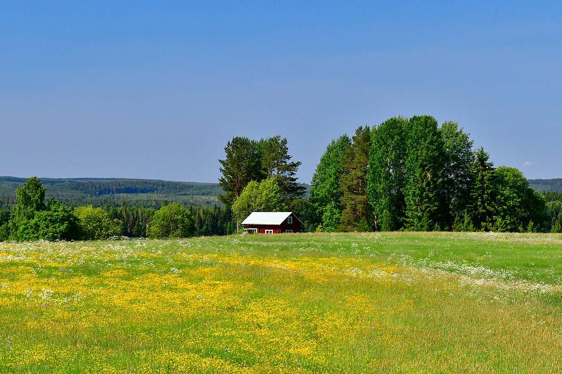 Blumenwiese und Bäume mit rotem Schwedenhaus, bei Halaforsen, Västernorrland, Schweden