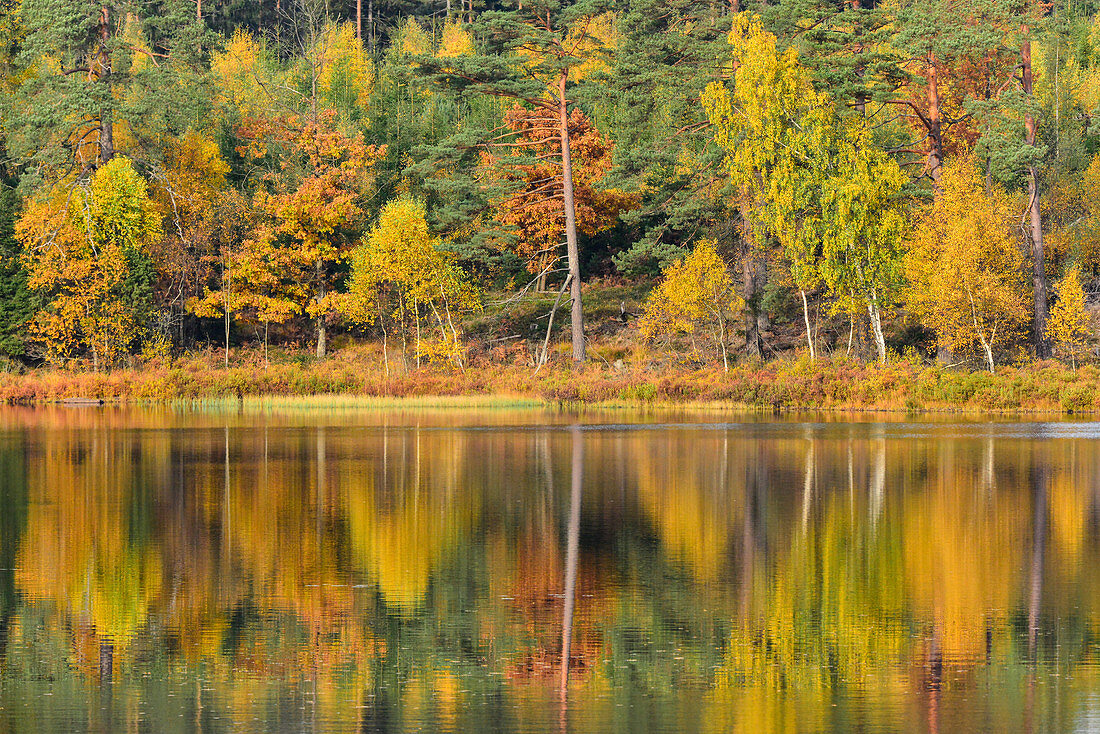 The Indian summer is reflected in a lake near Smålandsstenar, Jönköpings Län, Sweden